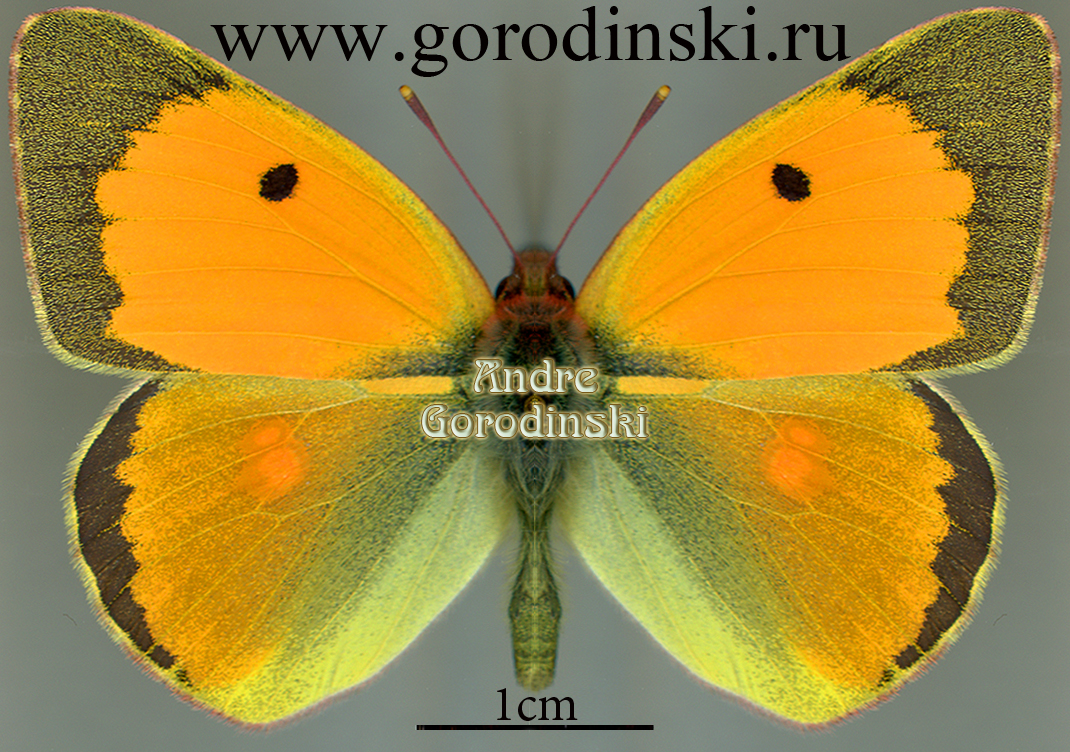 http://www.gorodinski.ru/pieridae/Colias myrmidone ermak.jpg